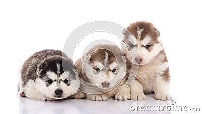 Three siberian husky puppies Stock Photo