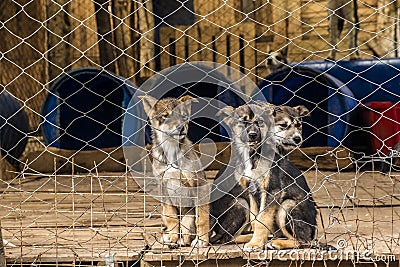 Three Siberian shepherd puppies in a penned dog farm Stock Photo