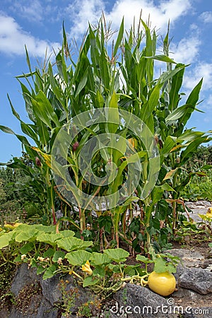 Three sisters garden. Planting corn, squash and beans together Stock Photo