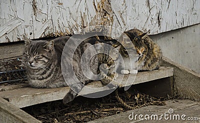 Three sleeping cats Stock Photo