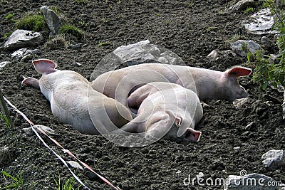 Three sleeping pigs Stock Photo