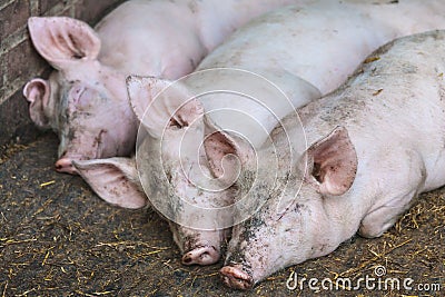 Three sleeping pigs in a row Stock Photo