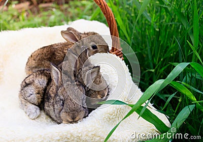 Three small and beautiful bunnies Stock Photo