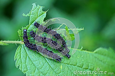 Three small black caterpillars on a green leaf Stock Photo