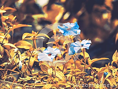 Three small blue petunia flowers Stock Photo