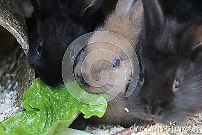 Close up of three small bunnys are sitting in the barn and eating green fresh salad Stock Photo