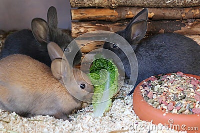 Close up of three small bunnys are sitting in the barn and eating green fresh salad Stock Photo