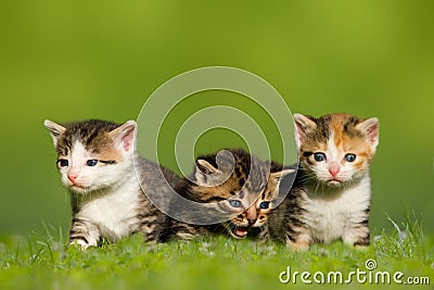 Three small cat / kitten sitting on meadow Stock Photo