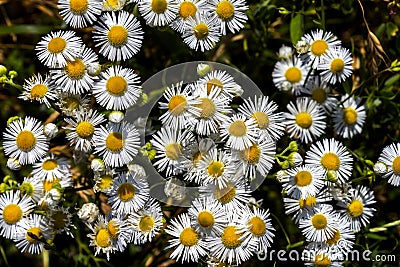 Three small daisy flowers close-up Stock Photo