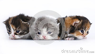 Three small kittens on a white background Stock Photo