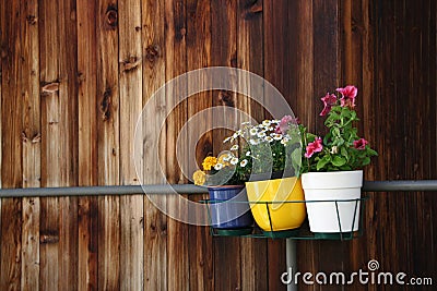 Three small pots of flowers Stock Photo