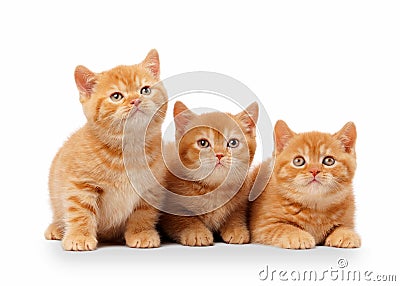 Three small red british kittens Stock Photo