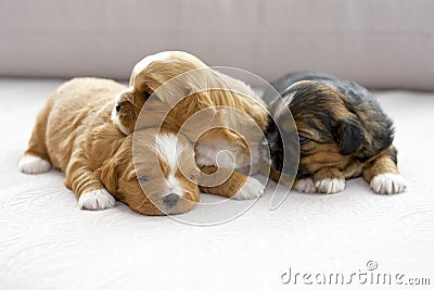 Three small puppies snuggling Stock Photo