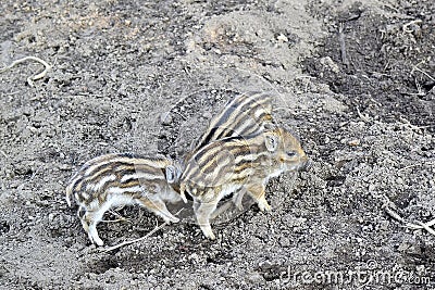 Three small wild boar piglets Stock Photo