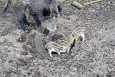 Three small wild boar piglets Stock Photo