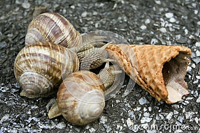 Three snails Stock Photo