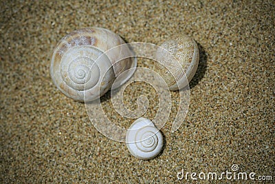 Three snails buried on the sand Stock Photo