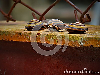 Three snails cuban family of camaenidae Stock Photo