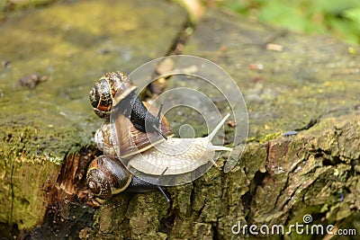 Three snails Stock Photo