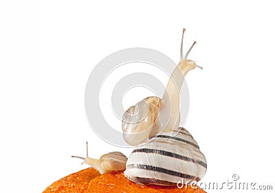 Three snails on the orange (isolated on white) Stock Photo