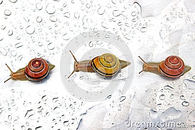 Three snails in a row Stock Photo