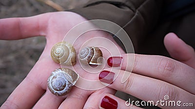 Three snails shells on the hand Stock Photo