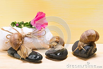 Three snails sitting on stones on a spa background concept Stock Photo