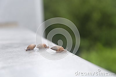 Three snails on white marble Stock Photo