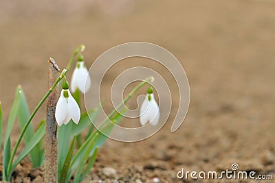 Three snow drop in spring Stock Photo