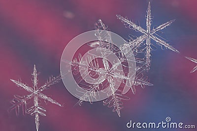 Three snow flakes on red and blue background Stock Photo