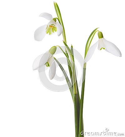 Three snowdrop flowers. Stock Photo