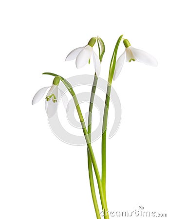 Three snowdrop flowers. Stock Photo