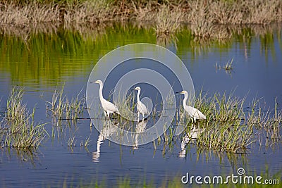 Three Snowy Egrets Stock Photo