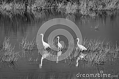 Three Snowy Egrets Stock Photo