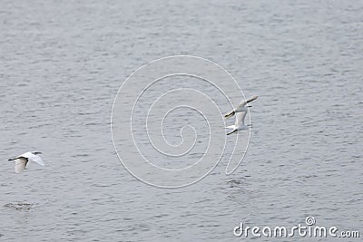 Three Snowy Egrets Stock Photo