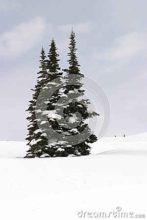 Three Snowy Trees Stock Photo