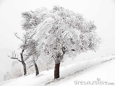 Three snowy trees Stock Photo