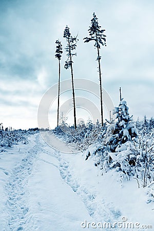 Three snowy trees after a calamitous forest Stock Photo