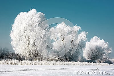 Three Snowy Trees Stock Photo