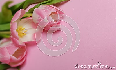 Three Soft Delicate Pinkish Tulips against Pink Background Stock Photo