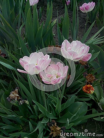 Three soft pink tulips on a background of green tops Stock Photo