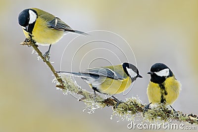 Three songbird. Garden bird Great Tit, Parus major, black and yellow songbird sitting on the nice lichen tree branch, Czech. Sprin Stock Photo