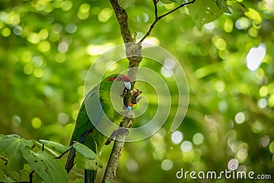 Kakariki Green Parakeet In Forest Stock Photo