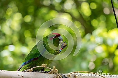 Kakariki Green Parakeet Holding Food Stock Photo
