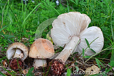 Three specimen of Amanita rubescens or Blusher mushrooms Stock Photo