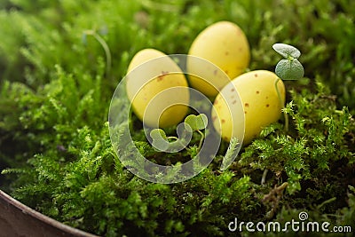 Three speckled yellow eggs nestled in vibrant green moss, depicting a natural, springtime setting. Stock Photo