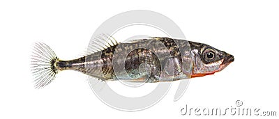 Three-spined stickleback, Gasterosteus aculeatus Stock Photo