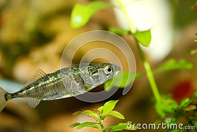 Three-spined stickleback (Gasterosteus aculeatus) Stock Photo