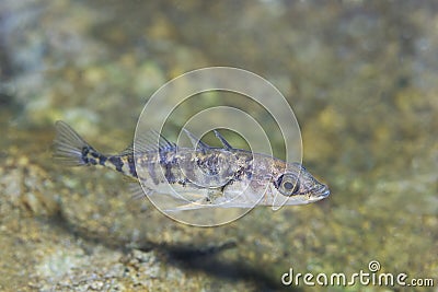 Three-spined stickleback Gasterosteus aculeatus underwater Stock Photo