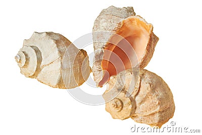 Three spiral empty aged seashells isolated on white background Stock Photo